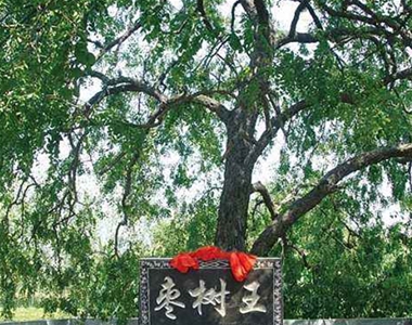 茌平枣乡生态园